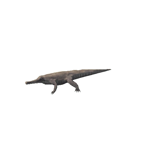 Machimosaurus Variation-2